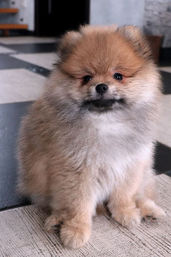 Pomeranac